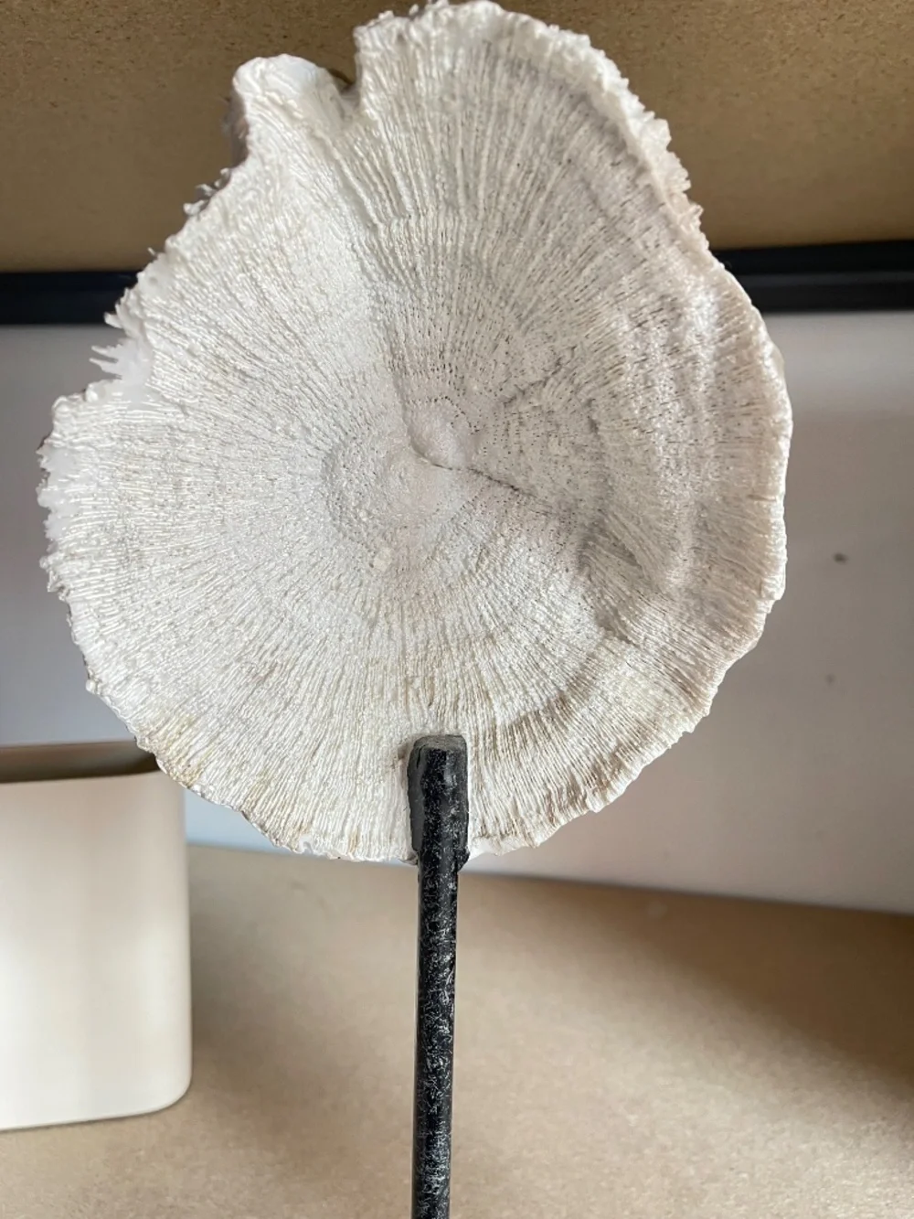 Restoration Hardware Ivory Coral Sculpture on Lucite Stand